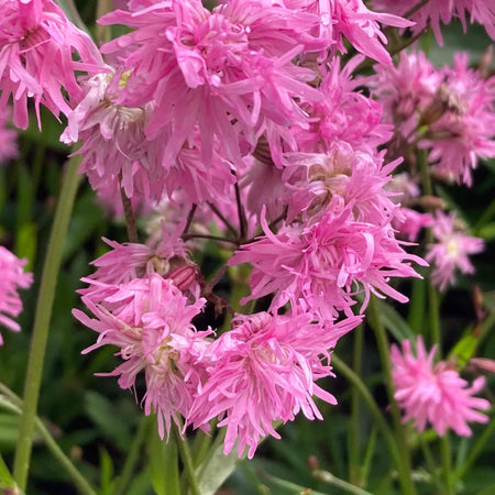 Lychnis Plant 'Petite Jenny'