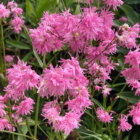 Lychnis Plant 'Petite Jenny'