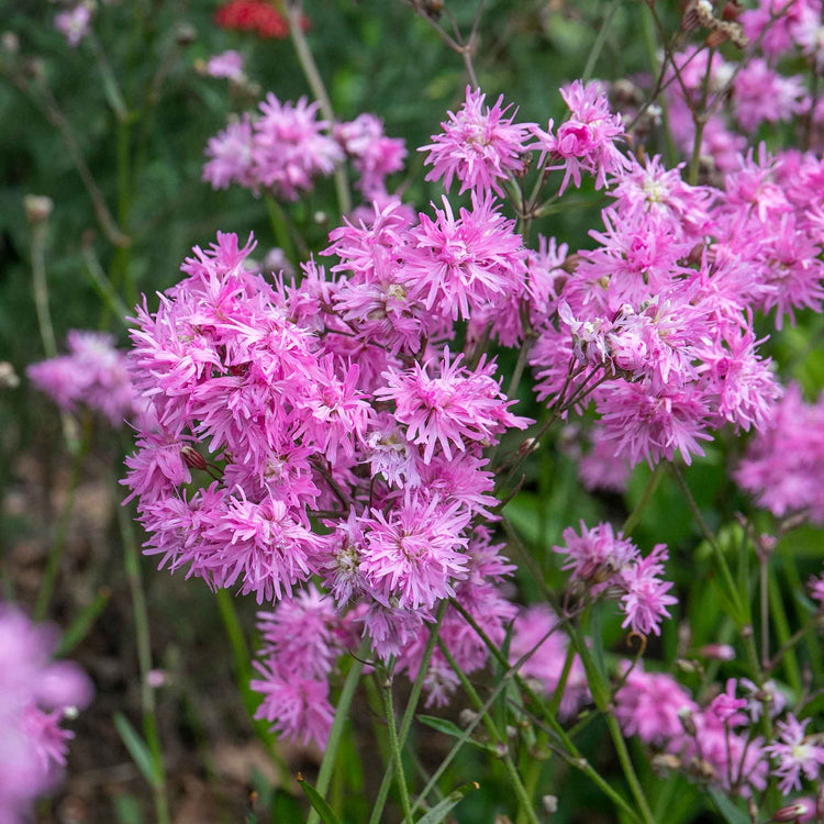 Lychnis Plant 'Petite Jenny'