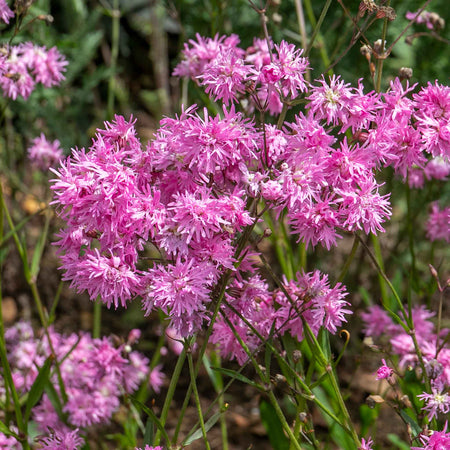 Lychnis Plant 'Petite Jenny'