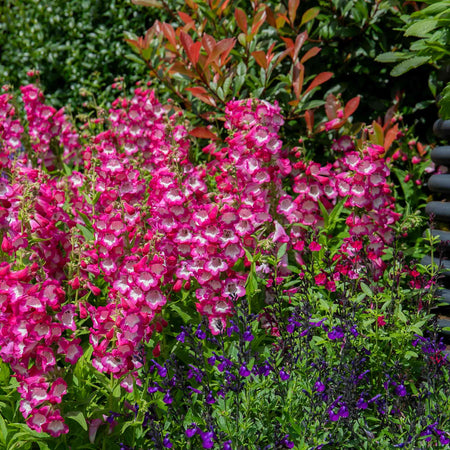 Penstemon Plant 'Arabesque Orchid'