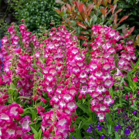 Penstemon Plant 'Arabesque Orchid'