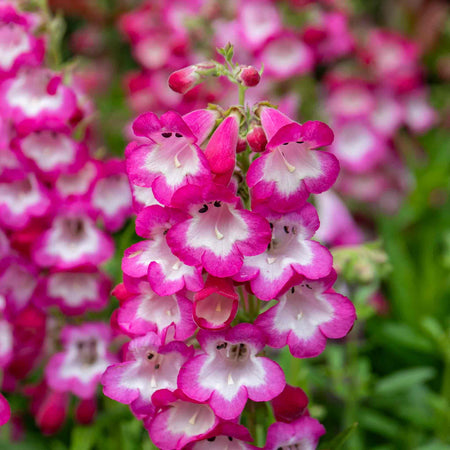 Penstemon Plant 'Arabesque Orchid'