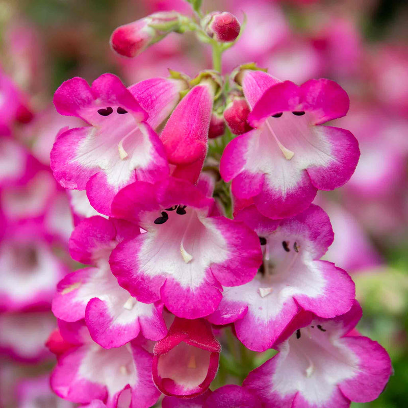 Penstemon Plant 'Arabesque Orchid'