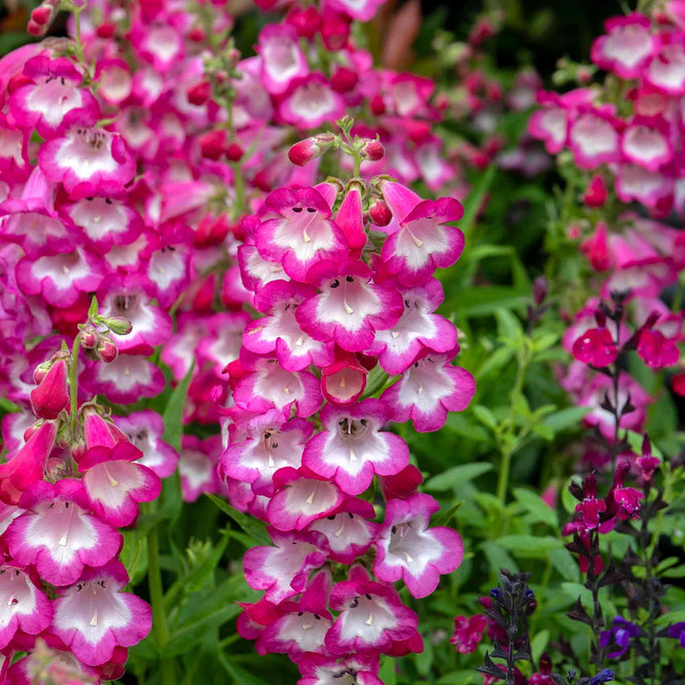 Penstemon Plant 'Arabesque Orchid'