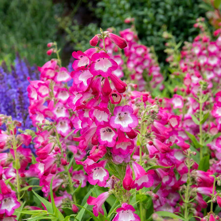 Penstemon Plant 'Arabesque Orchid'