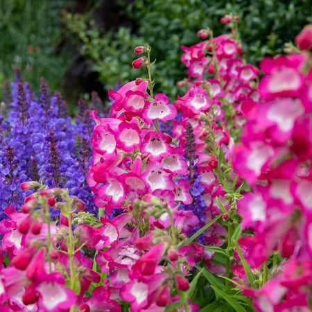 Penstemon Plant 'Arabesque Orchid'