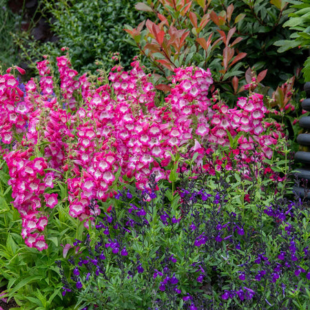 Penstemon Plant 'Arabesque Orchid'