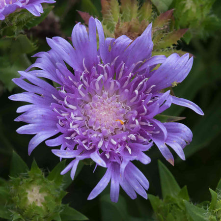 Stokesia Plant 'Mels Blue'