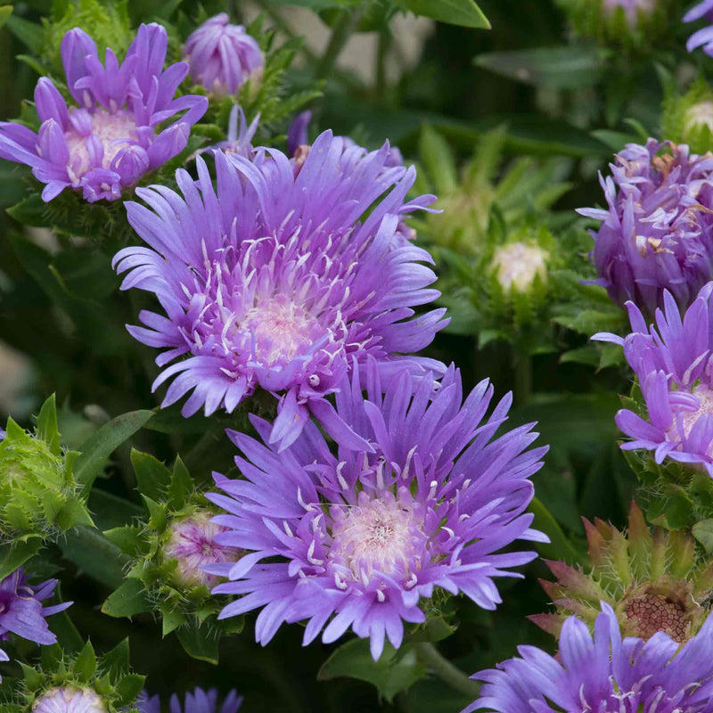 Stokesia Plant 'Mels Blue'