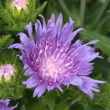 Stokesia Plant 'Mels Blue'