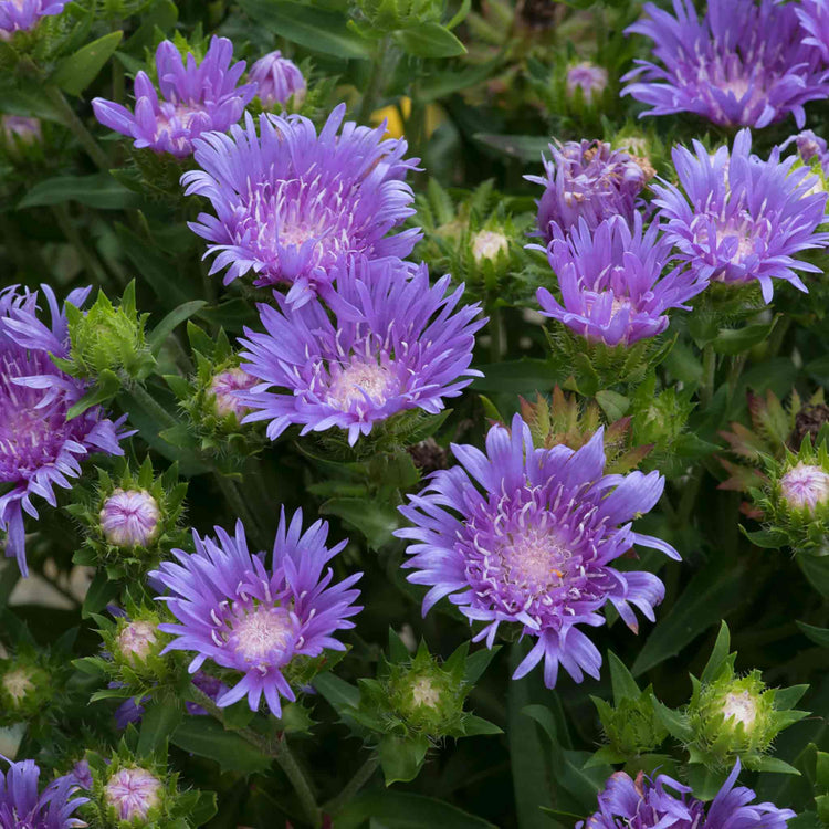 Stokesia Plant 'Mels Blue'