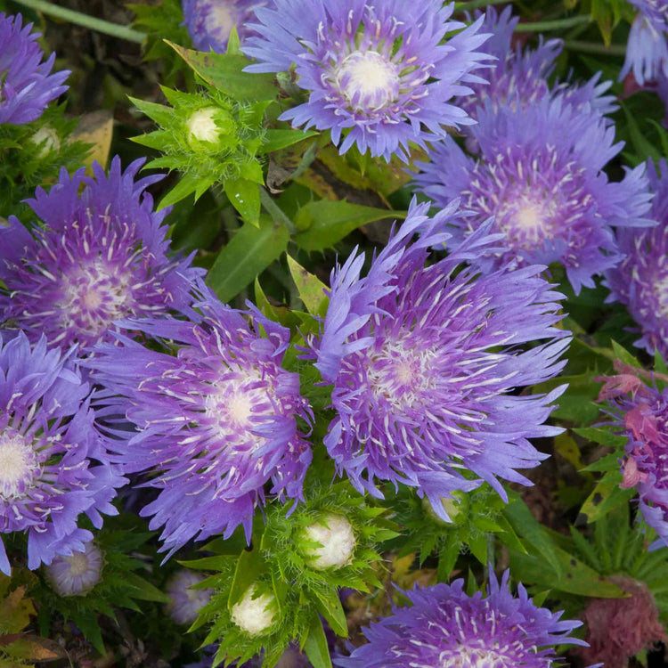 Stokesia Plant 'Mels Blue'