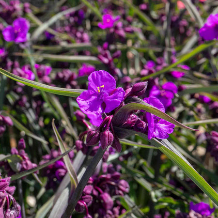 Tradescantia Plant 'Js Brainstorm'