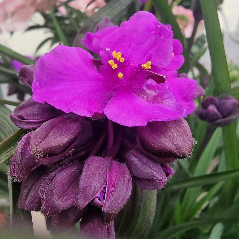 Tradescantia Plant 'Js Brainstorm'