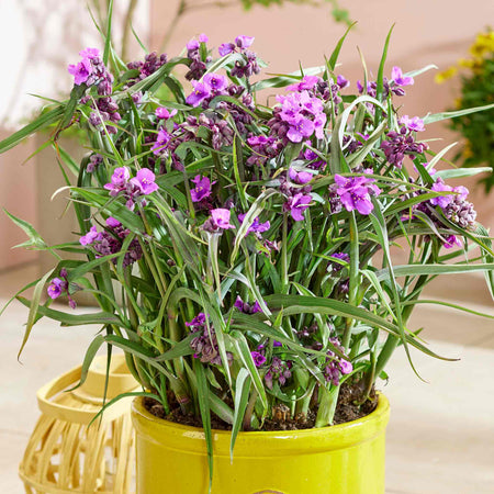 Tradescantia Plant 'Js Brainstorm'