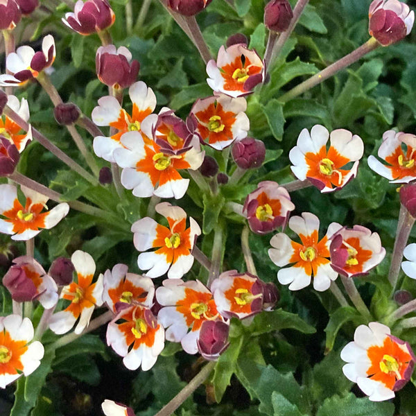 Zaluzianskya Plant 'Orange Eye'