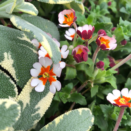 Zaluzianskya Plant 'Orange Eye'