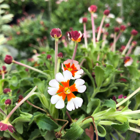 Zaluzianskya Plant 'Orange Eye'