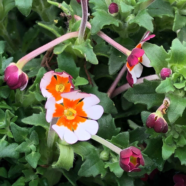 Zaluzianskya Plant 'Orange Eye'