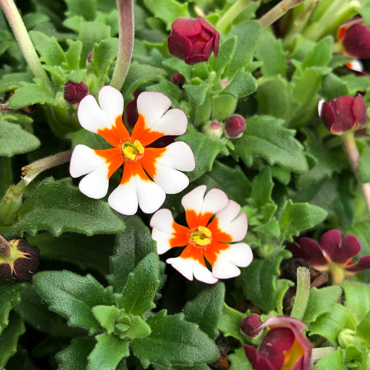 Zaluzianskya Plant 'Orange Eye'