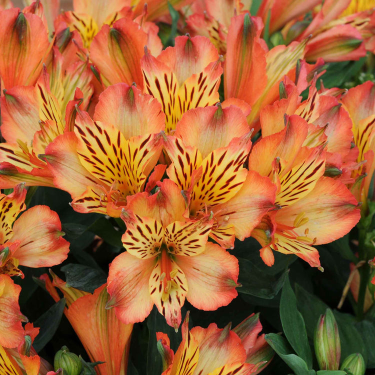 Alstroemeria Plant 'Inticancha Bryce'