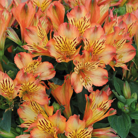 Alstroemeria Plant 'Inticancha Bryce'