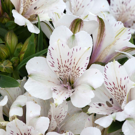 Alstroemeria Plant 'Inticancha White Magic'