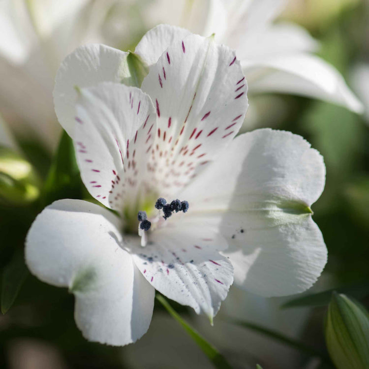 Alstroemeria Plant 'Inticancha White Magic'