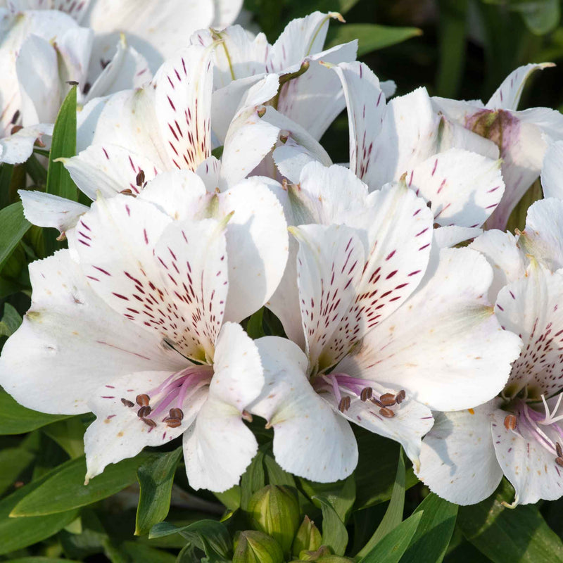 Alstroemeria Plant 'Inticancha White Magic'