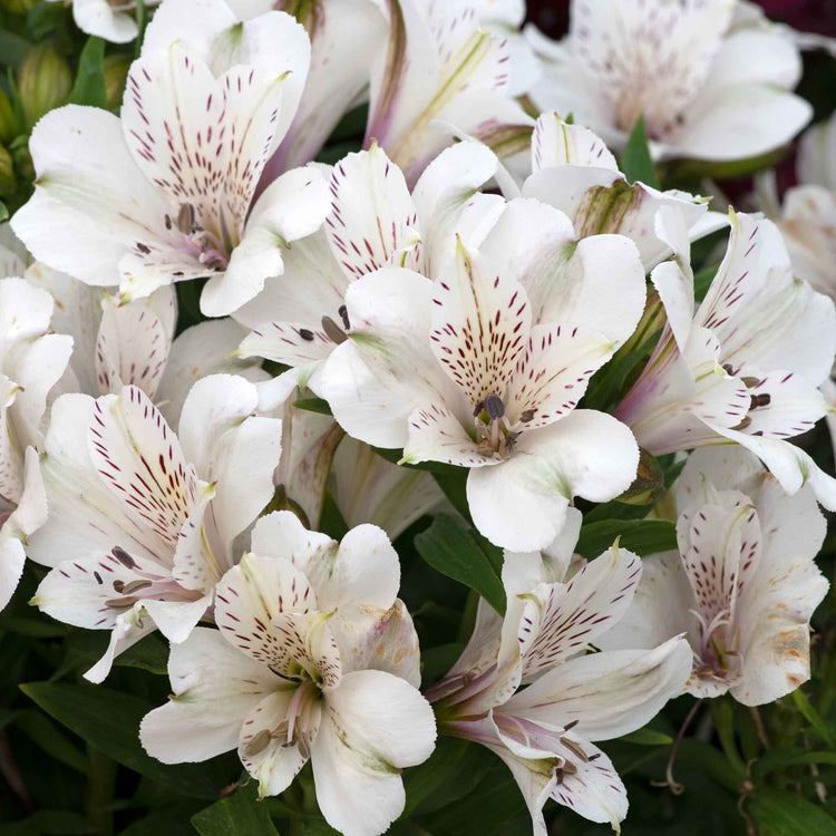 Alstroemeria Plant 'Inticancha White Magic'