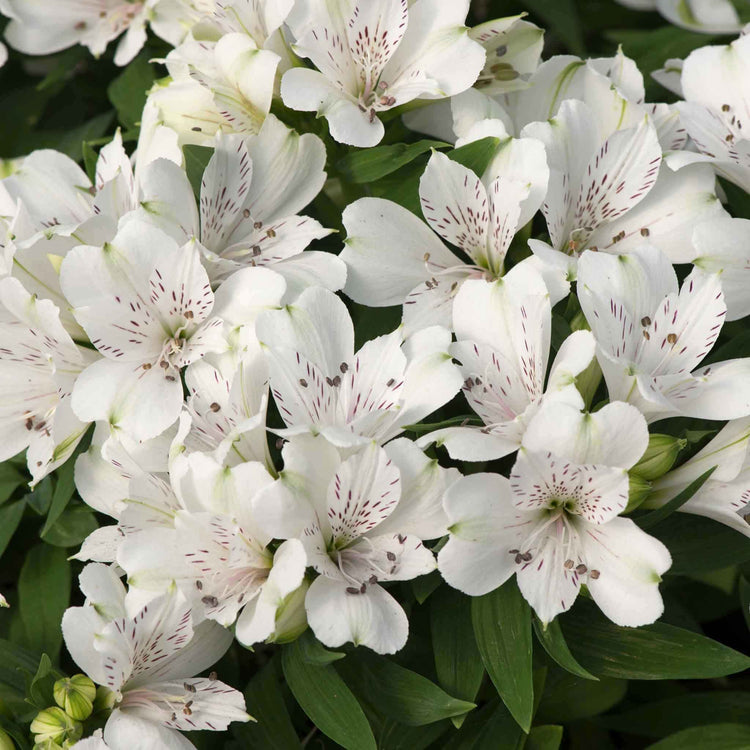 Alstroemeria Plant 'Inticancha White Magic'