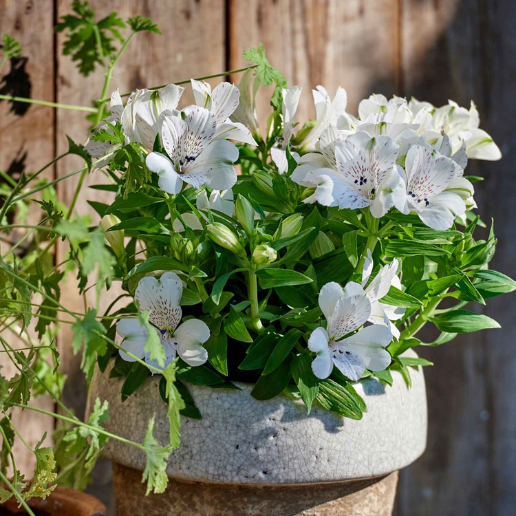 Alstroemeria Plant 'Inticancha White Magic'