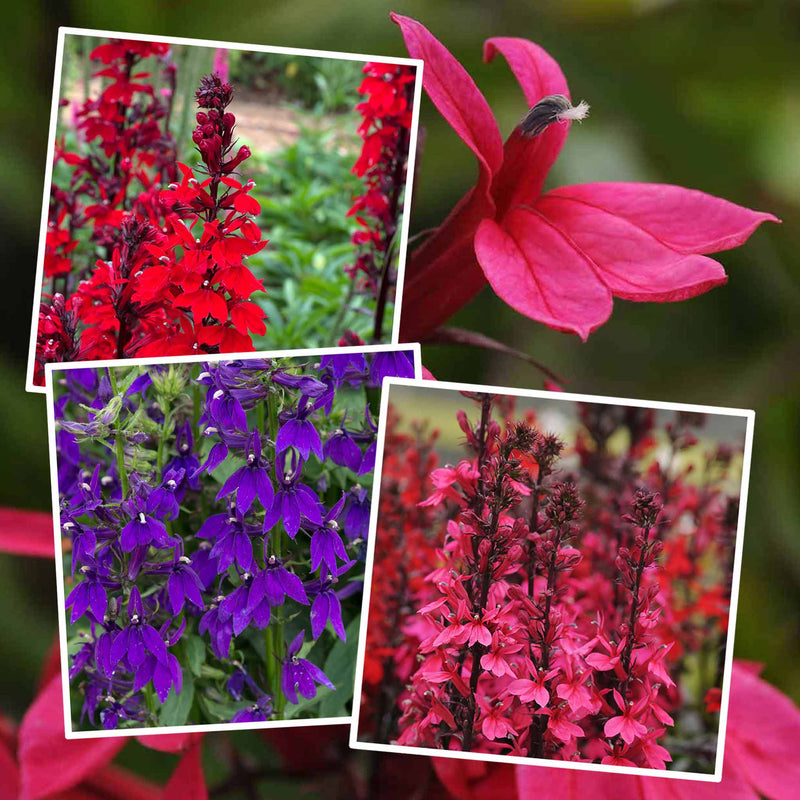 Lobelia Starship Collection