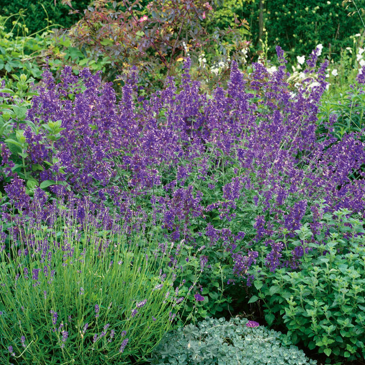 Nepeta Plant 'Walkers Low'