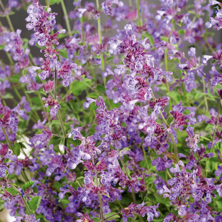 Nepeta Plant 'Walkers Low'
