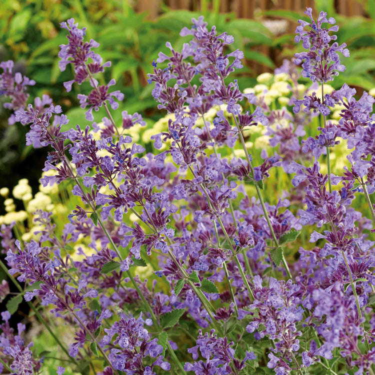 Nepeta Plant 'Walkers Low'