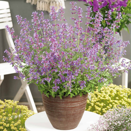 Nepeta Plant 'Walkers Low'