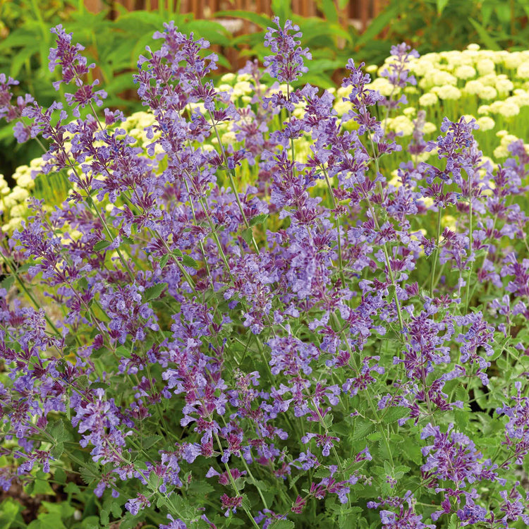 Nepeta Plant 'Walkers Low'
