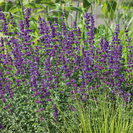 Nepeta Plant 'Walkers Low'
