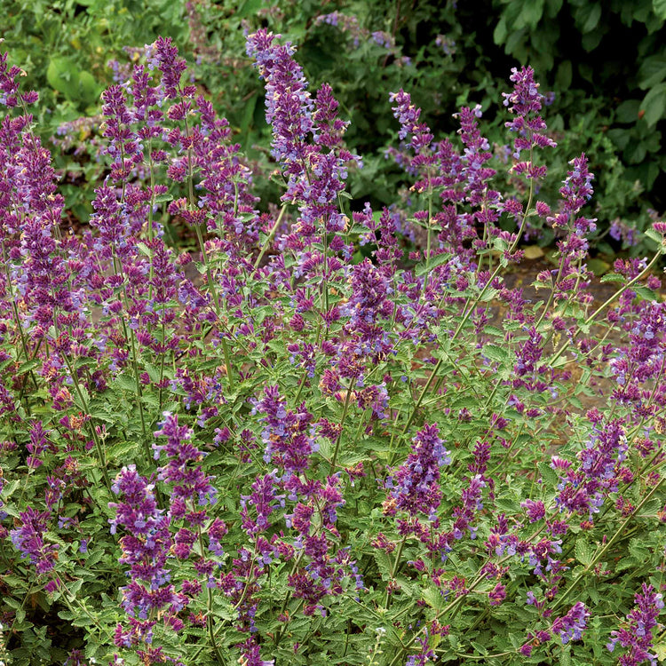 Nepeta Plant 'Walkers Low'