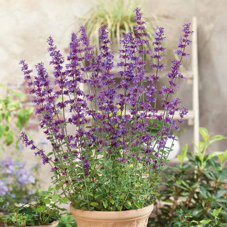 Nepeta Plant 'Walkers Low'
