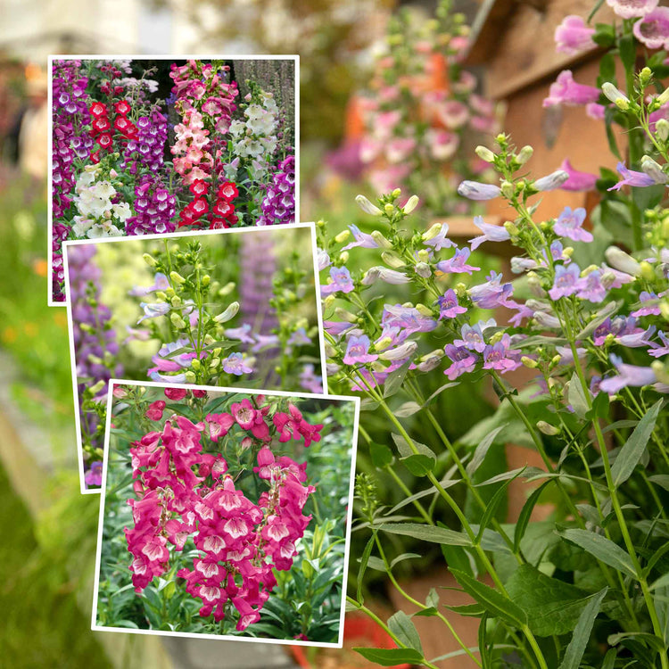 Penstemon Collection