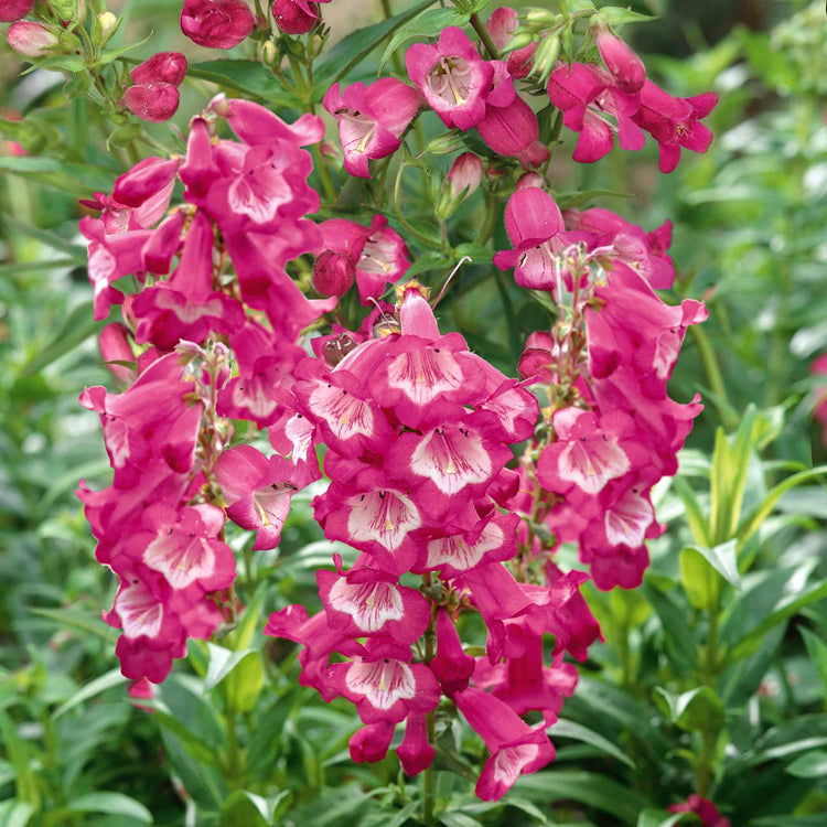 Penstemon Plant 'Pensham Amelia Jayne'