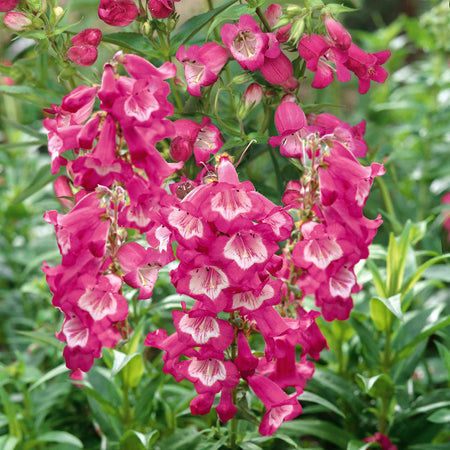 Penstemon Collection