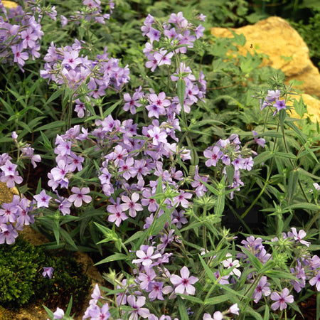 Phlox Plant 'Pink A Dot'