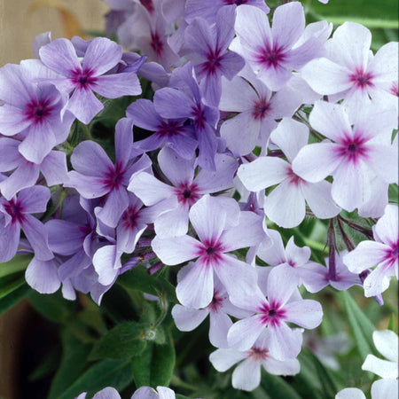 Phlox Plant 'Pink A Dot'