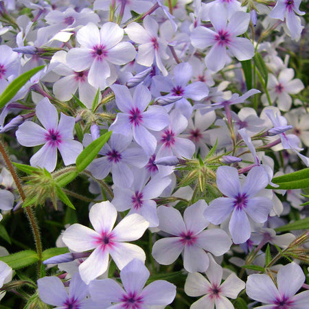 Phlox Plant 'Pink A Dot'