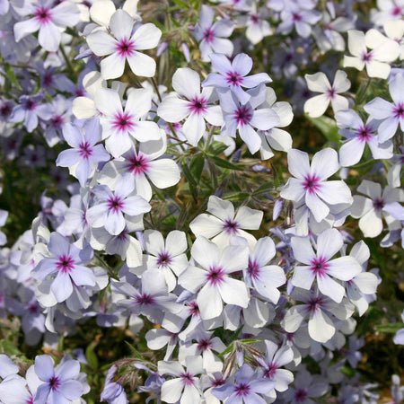 Phlox 'Pink A Dot'