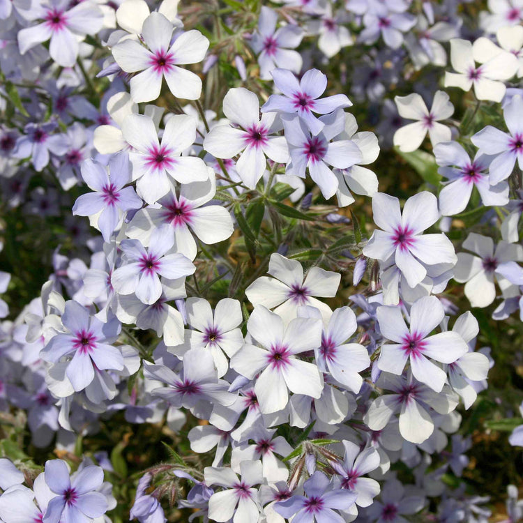 Phlox Plant 'Pink A Dot'